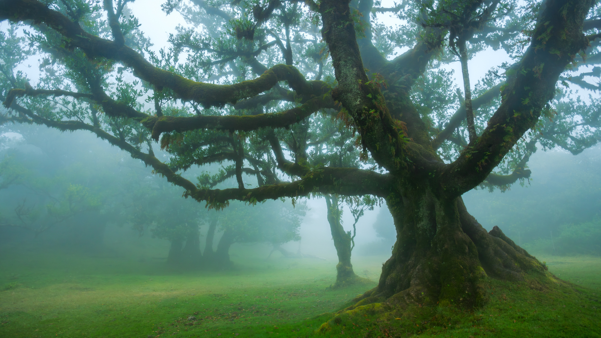 Yggdrasil : arbre des mythes nordiques